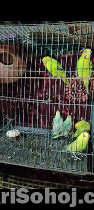 বাজীগর পাখি বিক্রি